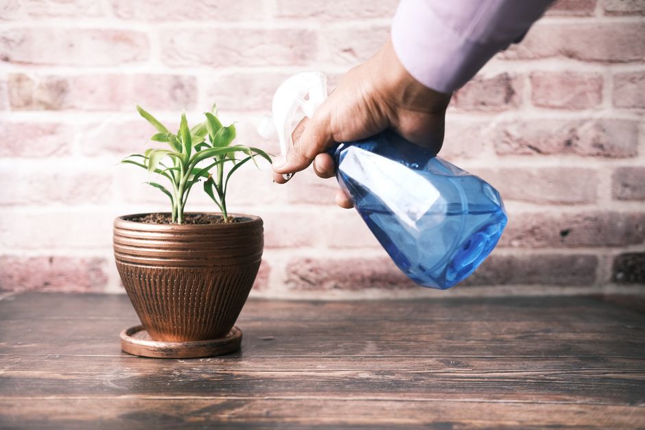 Hand watering an indoor potted plant using a blue spray bottle on a wooden table.